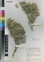 Image result for Menodora africana