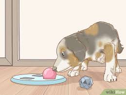 Maybe you would like to learn more about one of these? 3 Ways To Keep An Australian Shepherd Busy Wikihow Pet