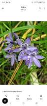 Image result for Lapeirousia littoralis