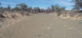 Image result for Pegolettia retrofracta