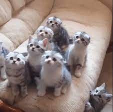 Daily post tentang kucing #kucingmeong ❤ like komen share biar kami tetap semangat update. Gambar Kucing Lucu Imut Dan Paling Menggemaskan Sedunia Gambar Kucing Lucu Kucing Bayi Hewan Lucu
