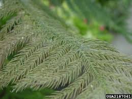 They especially like sugar and other pines, western red cedar, spruce spider mites are so tiny it is very difficult, if not impossible, to see them on the tree. Spider Mites On Norfolk Island Pine Araucaria Heterophylla 2187061