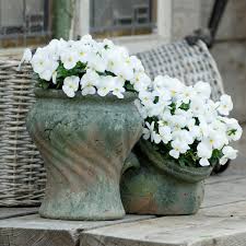 I don't think that there are many garden plants that can boast a greater perfume than the daphne. Viola Sorbet White Autumn And Winter Flowering Tray Of 40 Plug Plants Brookside Nursery