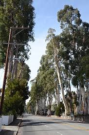 Image result for Eucalyptus sp.