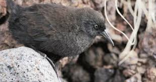 Birds That Cannot Fly Are Called Inaccessible Island Rail Only Found On Inaccessible Island Tristan Archipelago Flightless Bird Puffins Bird Birds