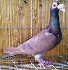English Carrier Pigeon