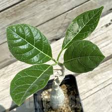 Image result for Fockea