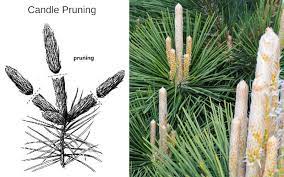 There's the infamous eab that burrows underneath ash tree wood and the smooth patch disease, a fungus that attacks the outer layer of oak bark. How To Prune And Trim Pine Trees Shrub Pines Wilson Bros Gardens