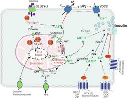 Biphasic Insulin An Overview Sciencedirect Topics