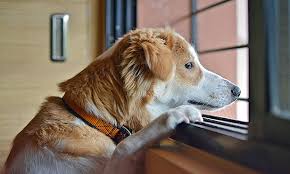 Symptoms of separation anxiety in dogs 4. Separation Anxiety In Pets Your Questions Answered Veterinary Medicine At Illinois