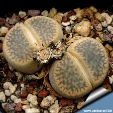 With some succulent species, it can be difficult to tell them apart. Lithops Hookeri Var Subfenestrata Syn Bruneoviolacea