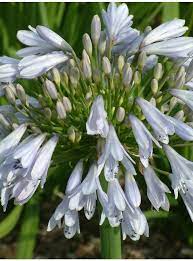 Agapanthus Blue Moon The Beth Chatto Gardens Agapanthus Blue Agapanthus Blue Moon