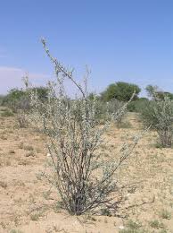 Image result for Catophractes alexandri