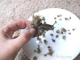 Ninety Baby Snails By Familiaroddlings On Deviantart Baby Snail Pet Snails Snail