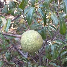 Image result for Landolphia ligustrifolia