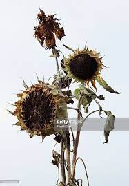 Stock Photo Dead Sunflowers Helianthus Annuus Autumn Plant Painting Sunflower Drawing Oil Painting Flowers