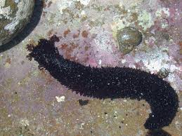 Image result for Stolzia heiligenthalii