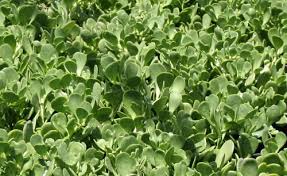 Image result for Senecio letouzeyanus