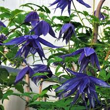 Image result for Clematis costata