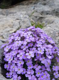 From wikipedia, the free encyclopedia. Aubrieta Wikipedia