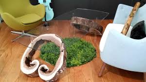 Oval glass coffee table with white base: Hand Made Black Walnut Stump Glass Coffee Table By Neevel S Fine Woodworking Custommade Com