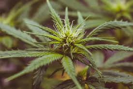 Millennial Trends Why Using Cbd Flowers Is On The Rise London Business News Londonlovesbusiness Com