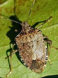 We did not find results for: Stink Bug Season Begins Here S How To Get Rid Of Them Wkrc