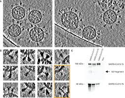 2019 novel coronavirus, wuhan seafood market pneumonia virus) — оболочечный одноцепочный. In Situ Structural Analysis Of Sars Cov 2 Spike Reveals Flexibility Mediated By Three Hinges Science