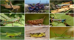 Grasshoppers are ubiquitous in sunny habitats across north america, although they are there are over 650 species of grasshoppers in north america, a huge number to be sure, and most of these. Rise Of The Grasshoppers New Analysis Redraws Evolutionary Tree For Major Insect Family Eurekalert Science News
