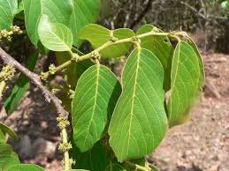 Image result for Bridelia micrantha