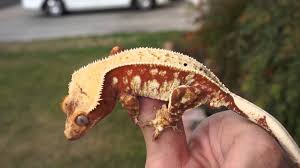 Red Pinstripe Crested Gecko Paul Walker Best Lizard Pets Pet Lizards Reptiles Pet