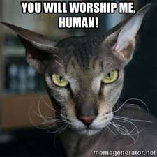 You Will Worship Me Human Demented Cat Meme Generator