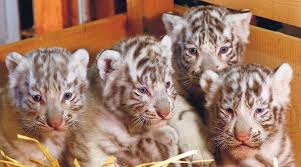 Austrian zoo unveils white tiger cubs | Greymouth Star