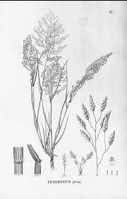 Image result for Eragrostis pilosa