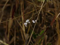 Image result for Desmodium scorpiurus