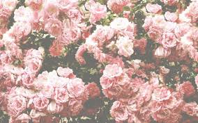 3840×2160 wallpaper wild rose, bush, pink, flowers. Pink Laptop Backgrounds Posted By Michelle Anderson