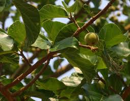 Image result for Ficus sycomorus