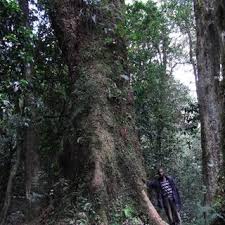 Image result for Afrocarpus usambarensis