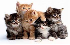 250 disi ve erkek kedi isimleri teknozum cute kittens cok sirin hayvanlar kedileri seviyorum