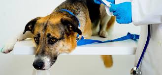 Osteosarcoma, nasal tumors, brain tumors are all likely if your dog has a specific health problem, contact your veterinarian. Can Dogs Live With Brain Tumors Wag
