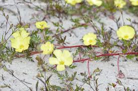 Image result for Grielum