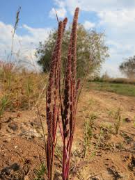 Image result for Elytrophorus spicatus