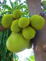 The jackfruit tree is a widely cultivated in tropical regions and kerala is the largest producer of jackfruit in the world. Pin On When I See You I Remember Your Taste I Feel The Pleasure Can You Hear Yourself Saying Thanks God