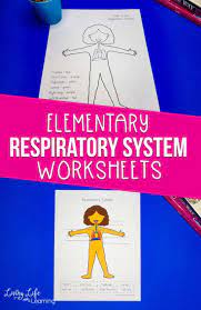 Respiratory System Worksheets For Kids Respiratory System Human Body Lesson Worksheets For Kids