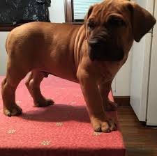 Black Boerboel Puppies For Sale South African Boerboel Puppies For Sale Yellow Brown Brindle Or Black African Boerboel South African Boerboel Puppies For Sale