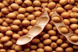 Soya Bean Commodity Market Price Mcx Ncdex Icex Soya Bean