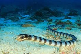 Ular raksasa ini memiliki panjang hingga 8,5. 5 Fakta Tentang Ular Laut Belcher Ular Paling Berbisa Di Bumi