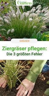 26 gräser für kübel & garten. Ziergraser Pflegen Die 3 Grossten Fehler Garten Bepflanzen Ziergraser Garten Anpflanzen