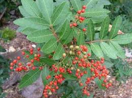 Image result for Schinus