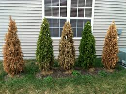 Besides needing very little maintenance, the arborvitae are quite beautiful, which is why they are used for landscaping. Why Do My Newly Planted Arborvitae Keep Dying Gardening Landscaping Stack Exchange